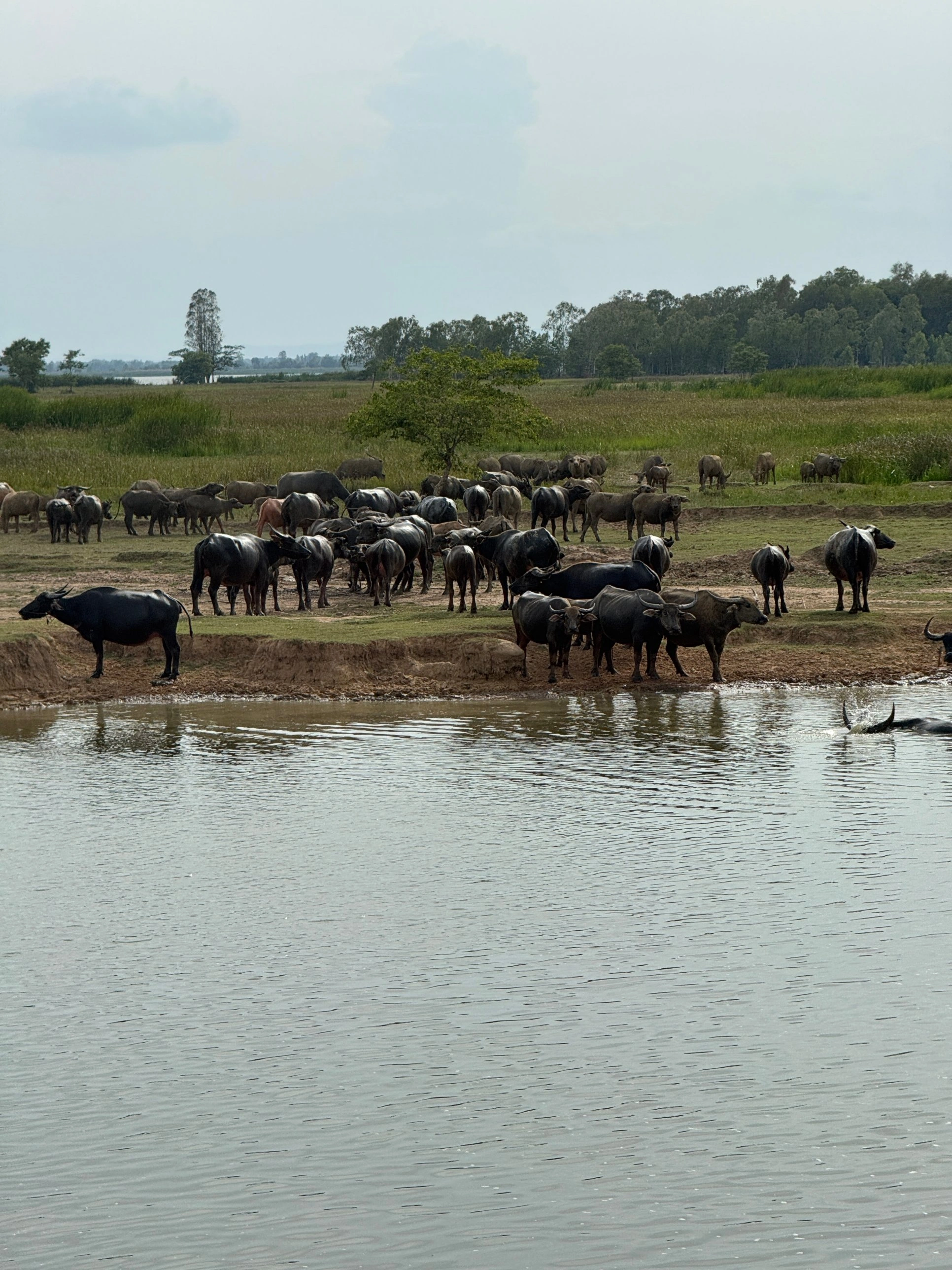 Water buffalo beside a lake at the Lawa Model field site